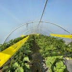 pest control solution