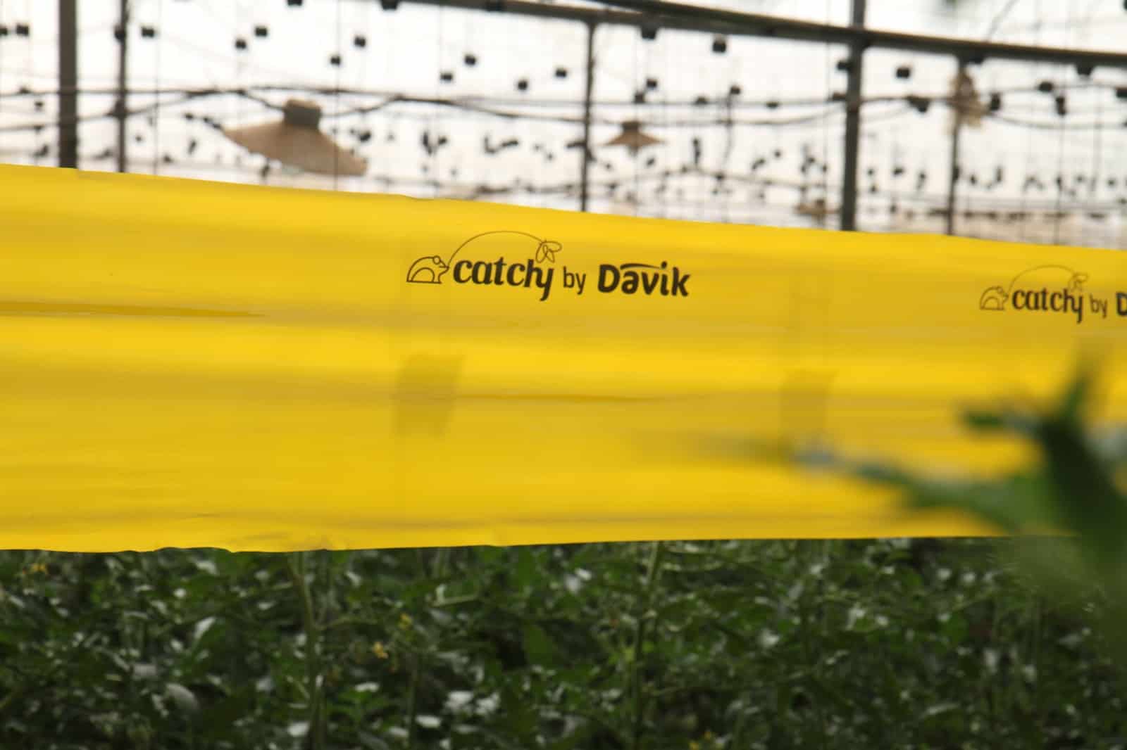Pests in Greenhouses