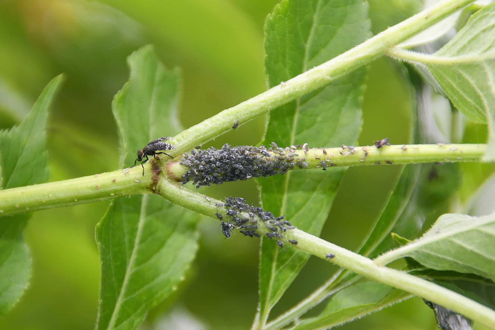 Comprehensive Guide to Sticky Traps for Agriculture Pest Control