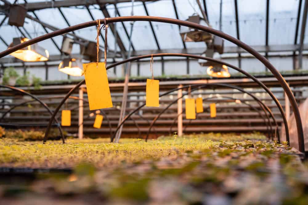 The Ultimate Guide to Pest Control for Agricultural and Farming Operations | Davik