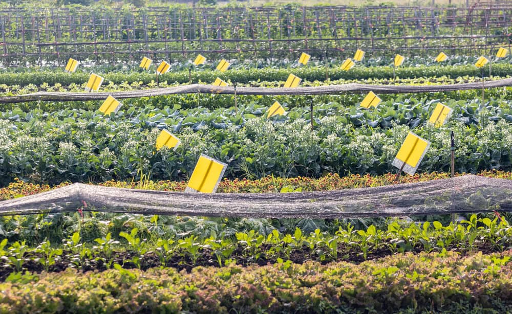 Effective Pest Control Solutions for Agricultural Operations | Davik